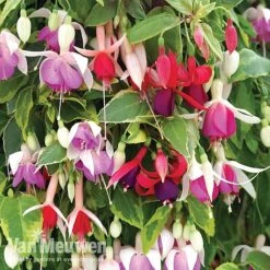 Fuchsia Trailing Pre-Planted Basket -Flower Plants Shop fuchtrail