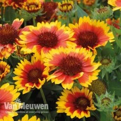 Gaillardia 'Arizona Sun' -Flower Plants Shop gail v17402 C