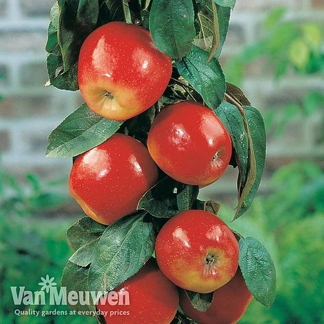 Apple 'Gala' 4 Apple 'Gala' - Image 2