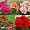 Giant Geranium Bumper Collection -Flower Plants Shop gera giant