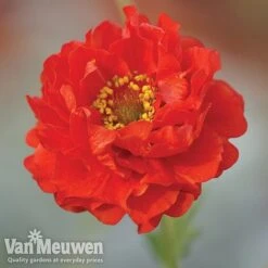 Garden Ready Perennial Collection -Flower Plants Shop geum1