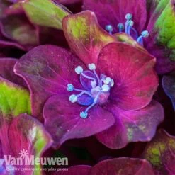 Hydrangea Macrophylla GLAM ROCK 'Horwack' -Flower Plants Shop glam1