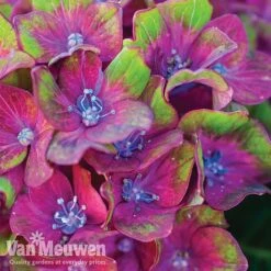Hydrangea Macrophylla GLAM ROCK 'Horwack' -Flower Plants Shop glam2