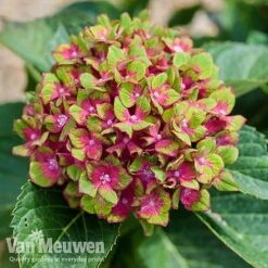 Hydrangea Macrophylla GLAM ROCK 'Horwack' -Flower Plants Shop glam3