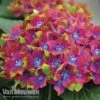 Hydrangea Macrophylla GLAM ROCK 'Horwack' 2 Hydrangea Macrophylla GLAM ROCK 'Horwack' -Flower Plants Shop glam5