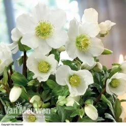 Hellebore 'Christmas Rose' -Flower Plants Shop hele