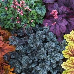 Heuchera 'Mosaic' -Flower Plants Shop heuchera NOW1