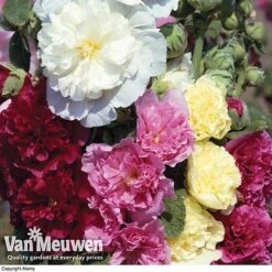 Hollyhock 'Chater's Double Mixed' -Flower Plants Shop holl v65460 c