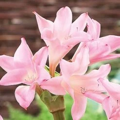 Amarcrinum Memoria-corsii 'Howardii' 8 Amarcrinum Memoria-corsii 'Howardii' -Flower Plants Shop howard