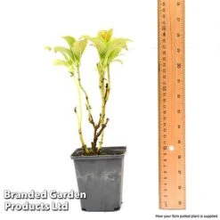 Hydrangea Macrophylla GLAM ROCK 'Horwack' -Flower Plants Shop hydr