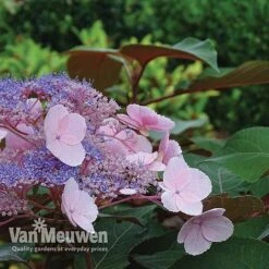 Hydrangea Aspera 'Hot Chocolate' -Flower Plants Shop hyrdrangea hot chocolate2