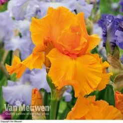 Iris Re-Blooming Collection -Flower Plants Shop iris orangeharvest