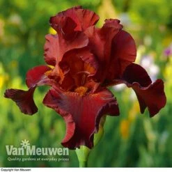 Iris Re-Blooming Collection -Flower Plants Shop iris passthewine