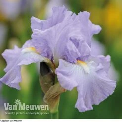 Iris Re-Blooming Collection -Flower Plants Shop iris victoriafalls