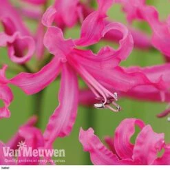 Nerine Bowdenii Collection -Flower Plants Shop isabel