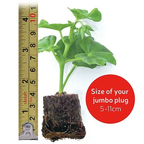 Chrysanthemum 'Decorative' 5 Chrysanthemum 'Decorative' - Image 3