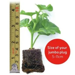 Giant Geranium Bumper Collection -Flower Plants Shop jumboplugsize8