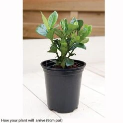 Gardenia Jasminoides 'Kleim's Hardy' -Flower Plants Shop kleims example