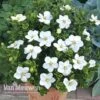 Gardenia Jasminoides 'Kleim's Hardy' -Flower Plants Shop kleims hardy