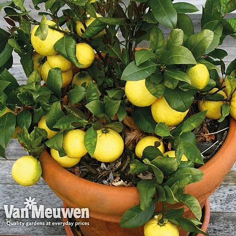 Fruit Meyer Lemon 4 Fruit Meyer Lemon - Image 2