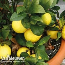 Fruit Meyer Lemon 9 Fruit Meyer Lemon -Flower Plants Shop lemo 64680v c