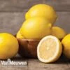 Fruit Meyer Lemon -Flower Plants Shop lemo 64680v e