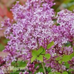 Lilac 'Palibin' -Flower Plants Shop lilac c