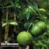 Lime Tree -Flower Plants Shop lime v59875 b