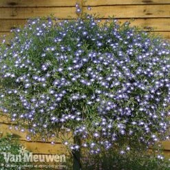 New Products -Flower Plants Shop lob waterfall