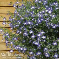 Lobelia 'Waterfall Ice Blue' -Flower Plants Shop lob waterfall 4