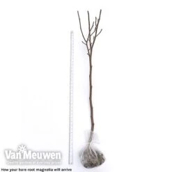 Magnolia 'Red Lucky' 12 Magnolia 'Red Lucky' -Flower Plants Shop magnolia arrival