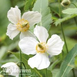 Meconopsis 'Union Jack' Collection -Flower Plants Shop meco