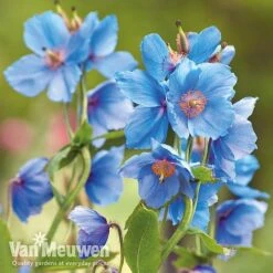 Meconopsis 'Union Jack' Collection -Flower Plants Shop meco11