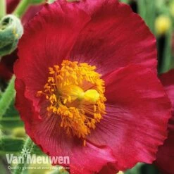 Meconopsis 'Union Jack' Collection -Flower Plants Shop meco3