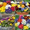 Most Scented Bumper Pack -Flower Plants Shop most scented