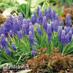 Bumper Spring Bulb Collection -Flower Plants Shop musc1