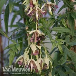 Clematis Napaulensis -Flower Plants Shop nap