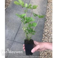 Clematis 'New Love' -Flower Plants Shop new love