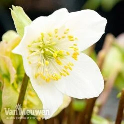Hellebore 'Christmas Rose' -Flower Plants Shop niger
