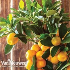 Orange Tree -Flower Plants Shop oran 64670v c