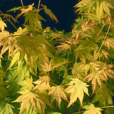 Acer Palmatum 'Orange Dream' 4 Acer Palmatum 'Orange Dream' - Image 2