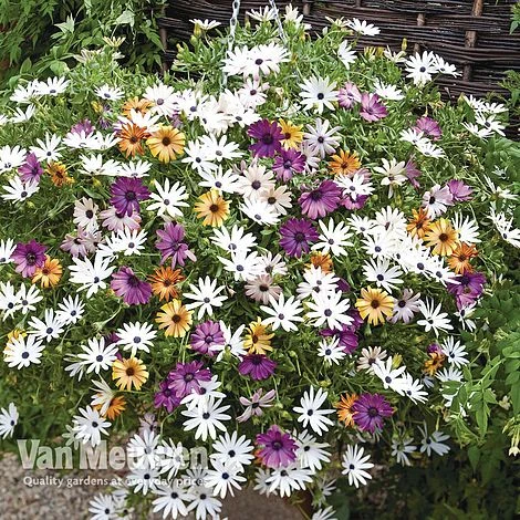 Osteospermum 'Falling Stars'™ 3 Osteospermum 'Falling Stars'™