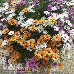 New Products -Flower Plants Shop osteo2