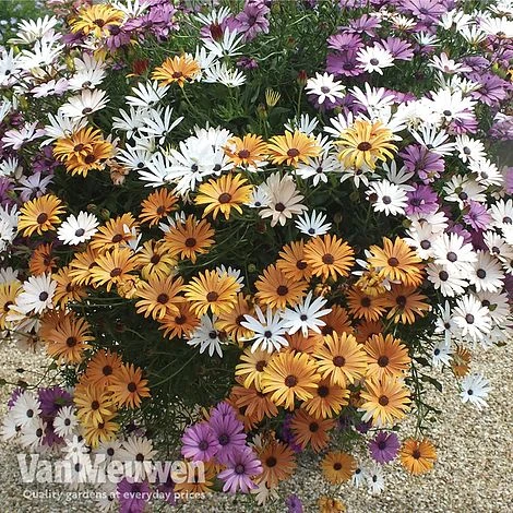 Osteospermum 'Falling Stars'™ 4 Osteospermum 'Falling Stars'™ - Image 2