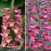 Perennial Foxglove Collection -Flower Plants Shop perennial foxglove collection