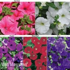 Petunia Surfinia® Collection -Flower Plants Shop petu 60645 main