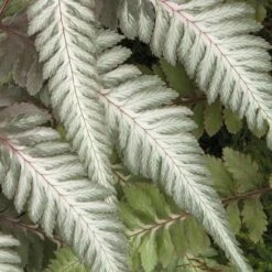 Fantastic Fern 'Pewter Lace' 7 Fantastic Fern 'Pewter Lace' -Flower Plants Shop pewter21