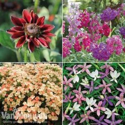Summer Bedding Collection -Flower Plants Shop pic22