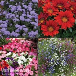 Summer Bedding Collection -Flower Plants Shop pic33