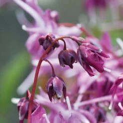 Epimedium 'Lilafee' -Flower Plants Shop pink2